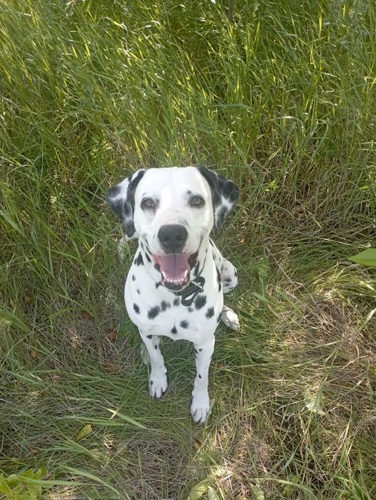 Далматинец/Вязка