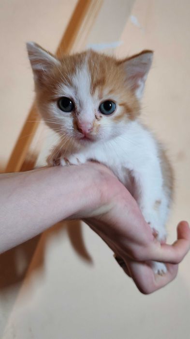 Рудий котик шукає дім