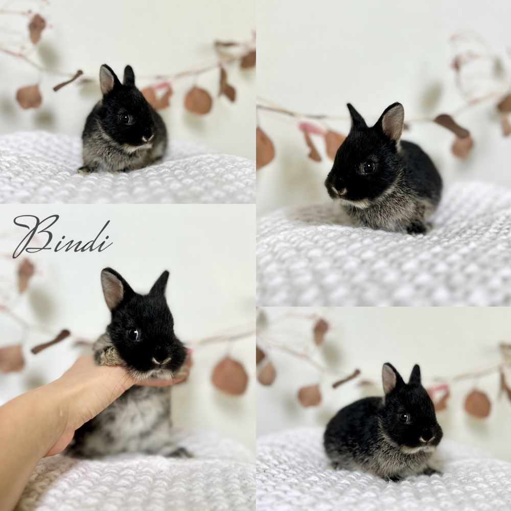 Karzełek Niderlandzki, Mini Lop króliczki rasy Karzełek Teddy
