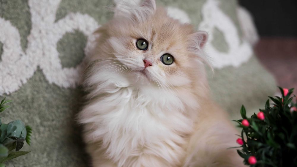 rodowodowy kotekr kolor Niebieskie złoto