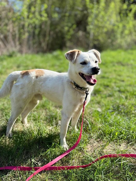 Malutki biały piesek do adopcji! Mops szuka domu