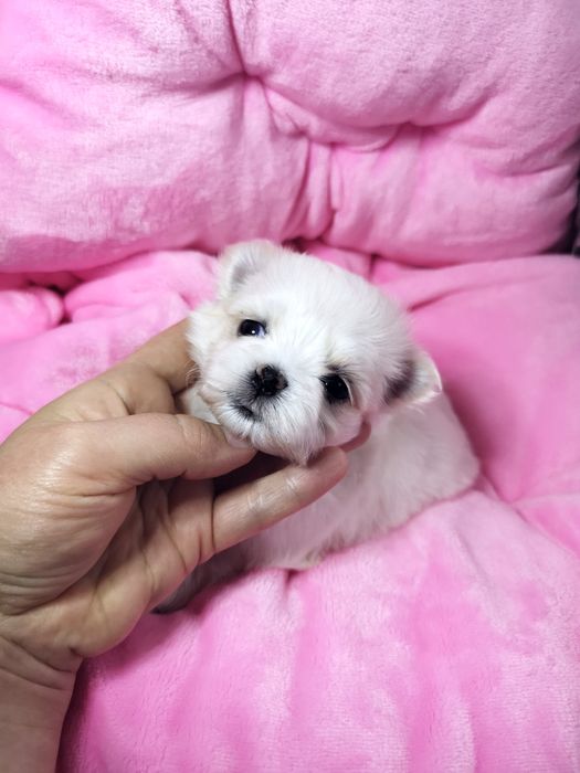 Красивые мальчики мальтезе