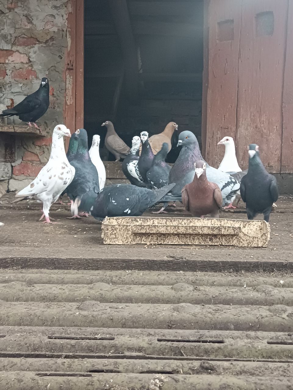 Продам голубів дракони