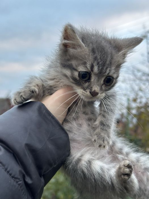 Кошенята в добрі руки