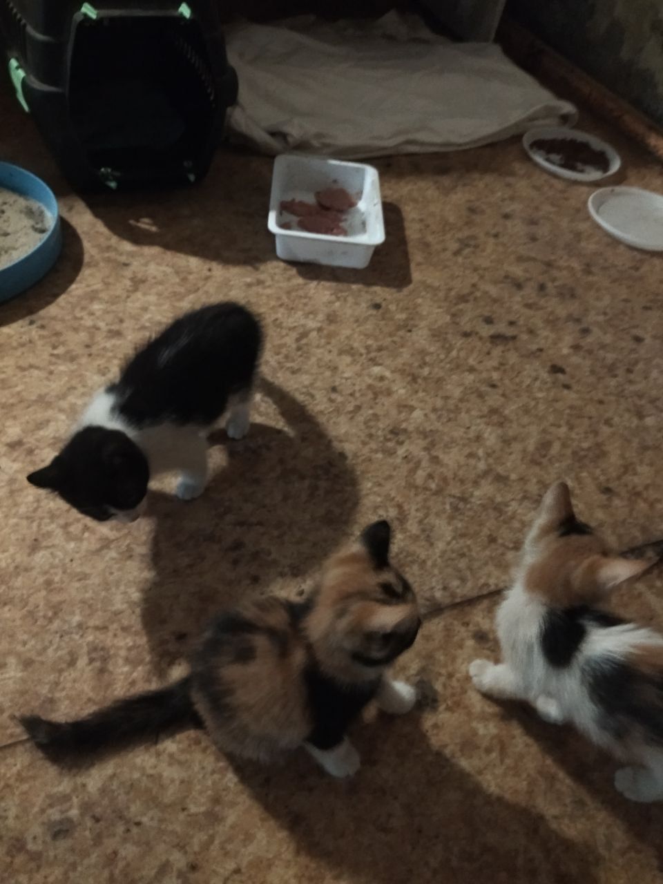 Котята в добрые руки бесплатно отдам, 1 девочка трехцветная