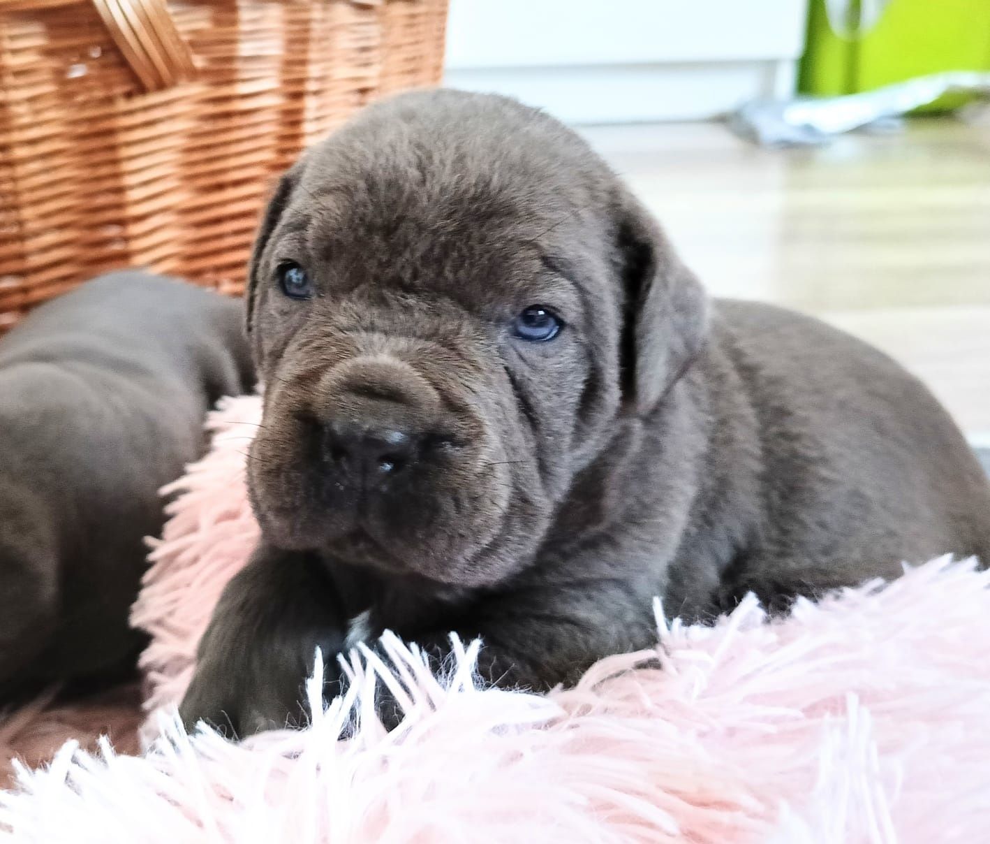 Cane Corso piesek mocna budowa