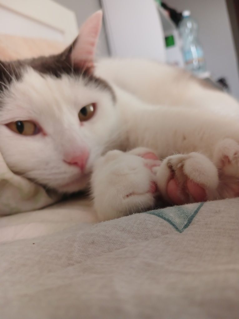 Віддам кота безоплатно