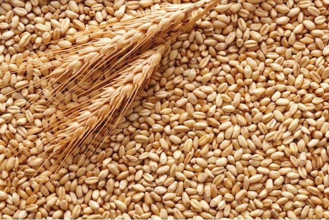Продам пшеницю ,врожай 2022р