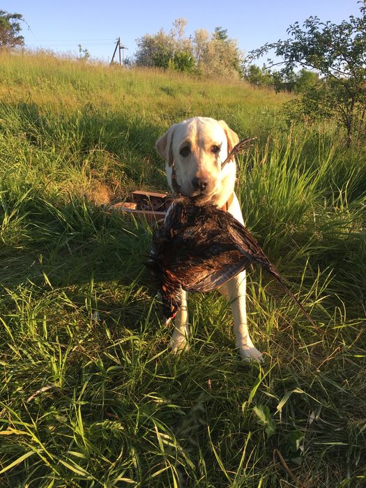 В’язка песика Лабрадора