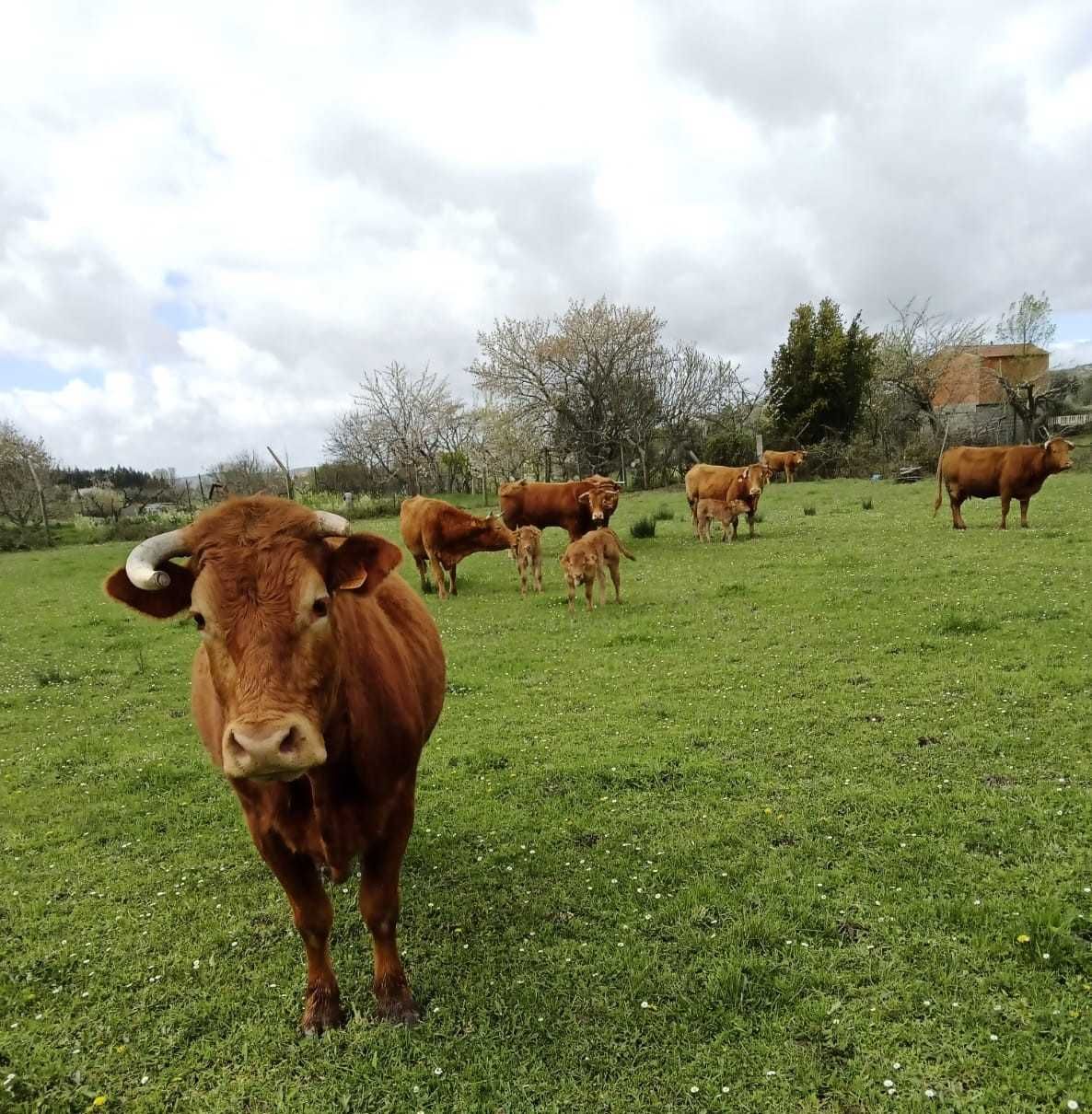 Vendo Vacas / Vitelos