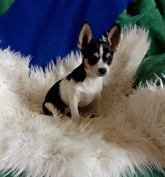 Chihuahua chłopiec
