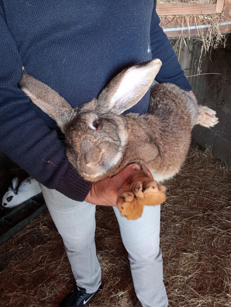 Coelhos de raça gigante borboleta e flander