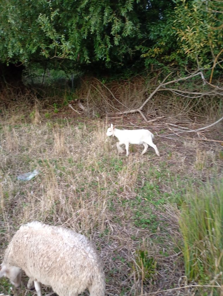 Animais da quinta