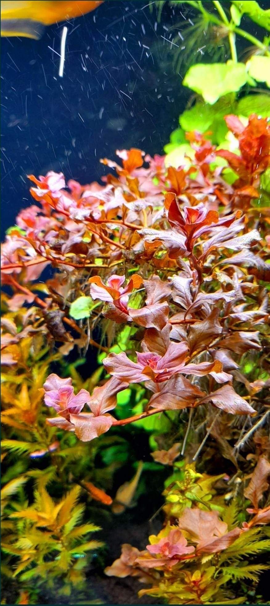 ludwigia owalis Pink roślina akwariowa