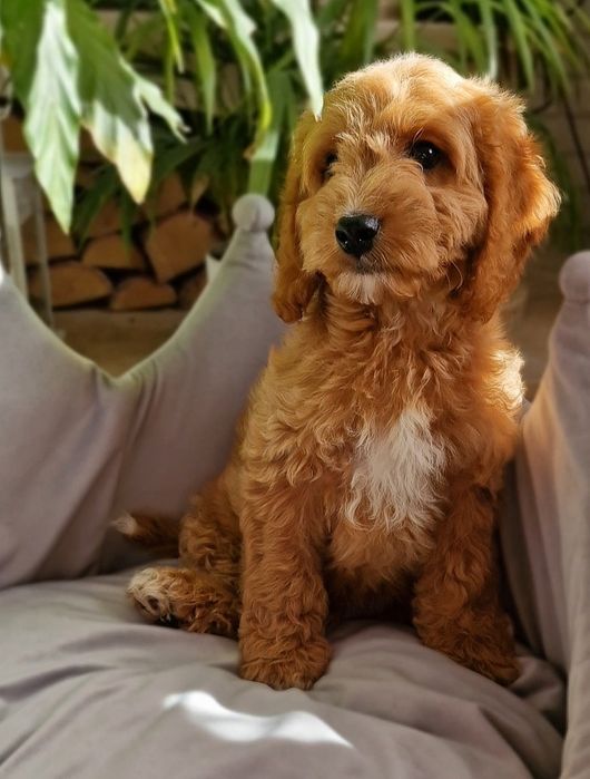 ** Emirek ** cudny chłopiec Cockapoo f1