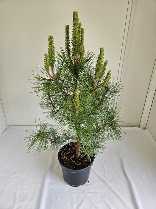 Sosna czarna wys 120 cm poj 5 l