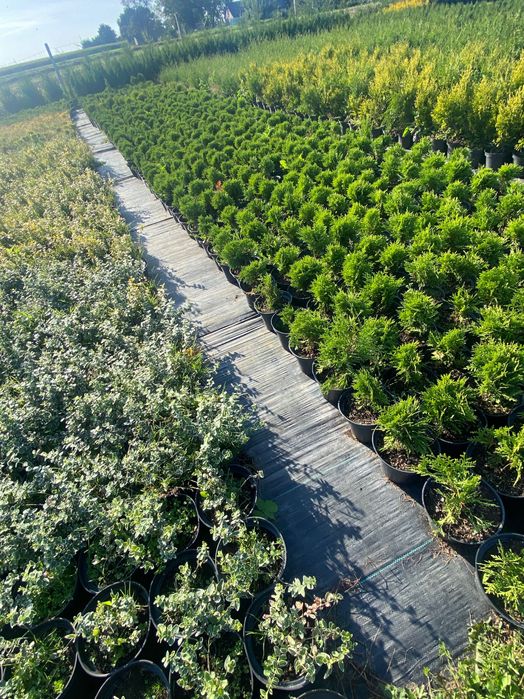 Tuja szmaragd 40/60cm danica brabant