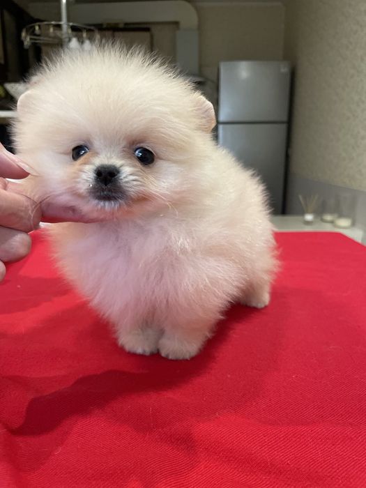 Хлопчик Померанского Шпіца міні, КСУ!