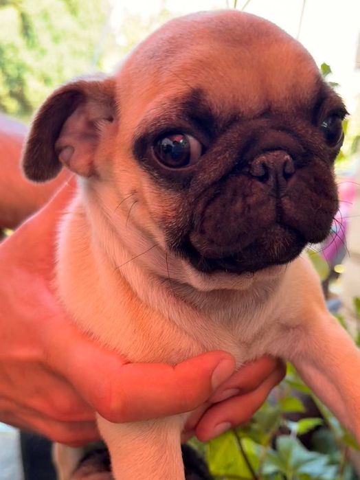 Ищем заботливую семью для девочки