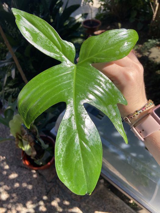 Philodendron florida ghost corte 2