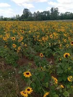 Słonecznik na kwiaty cięte