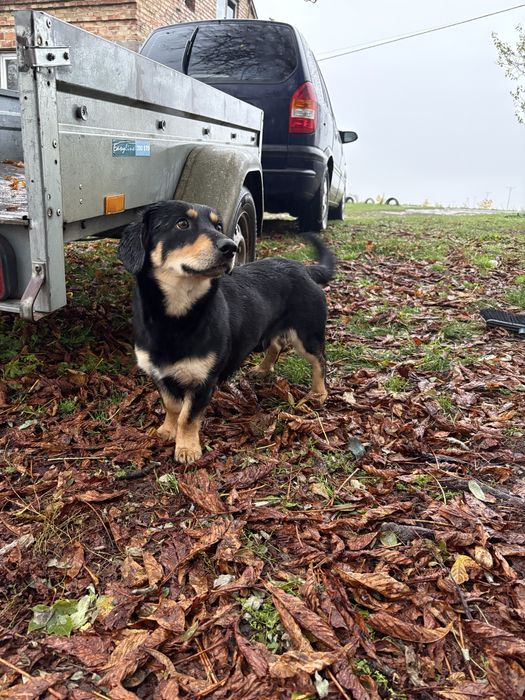 PILNY dom dla psiaka