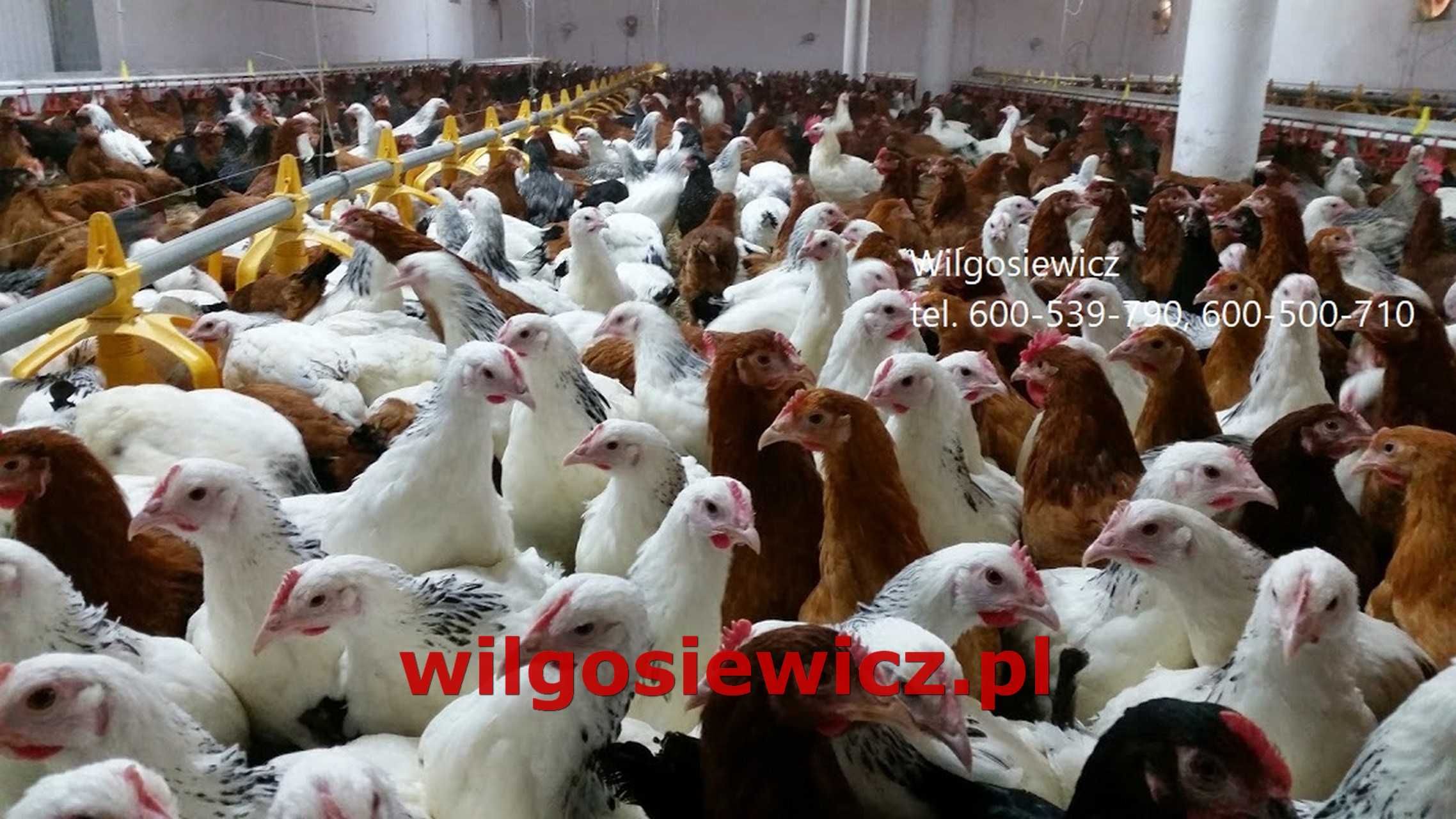 Kury kokoszki nioski Tetra biała jak leghorn dostawa GRATIS
