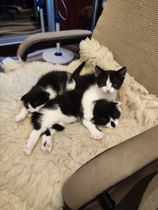 Віддам чудову кішечку в добрі руки!!! Васильків/район, Київ привезу