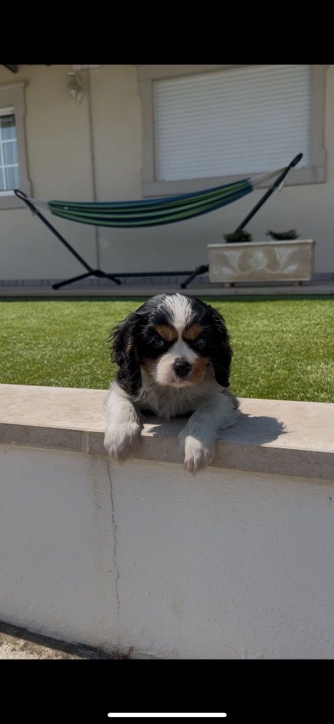 Cavalier king charle macho
