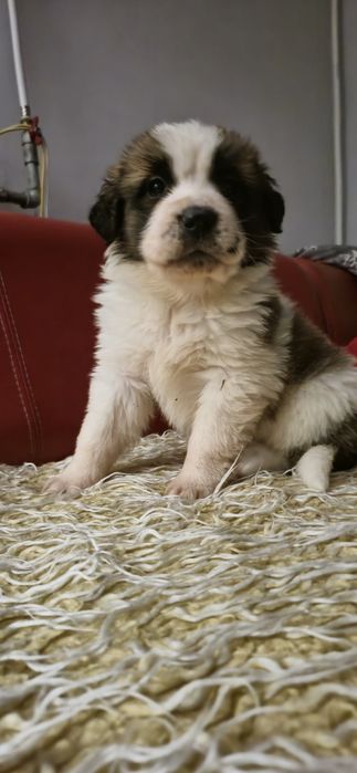 Bernardyn Szczeniaki