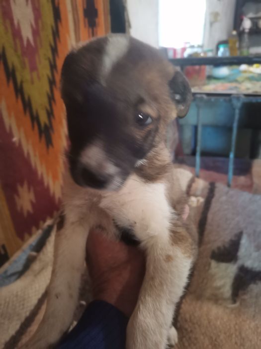 Щенки 2,5 місяця хлопчік та дівчинка.