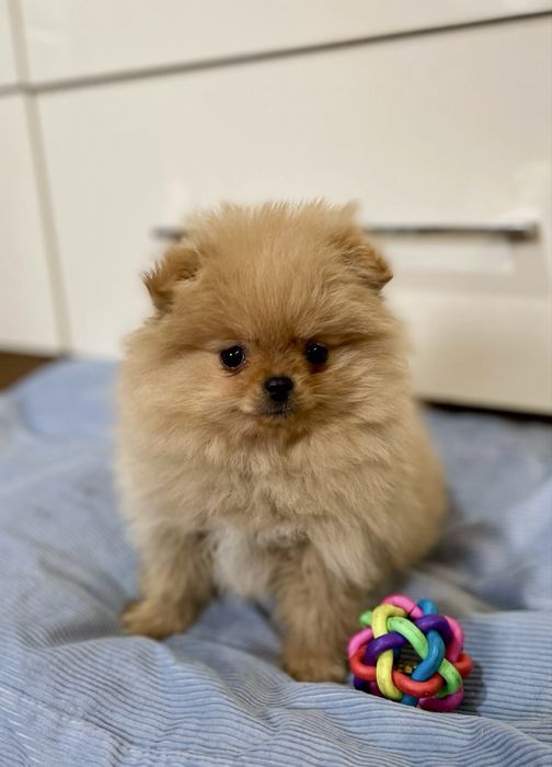 Szpic Miniaturowy PIĘKNA sunia Kassi