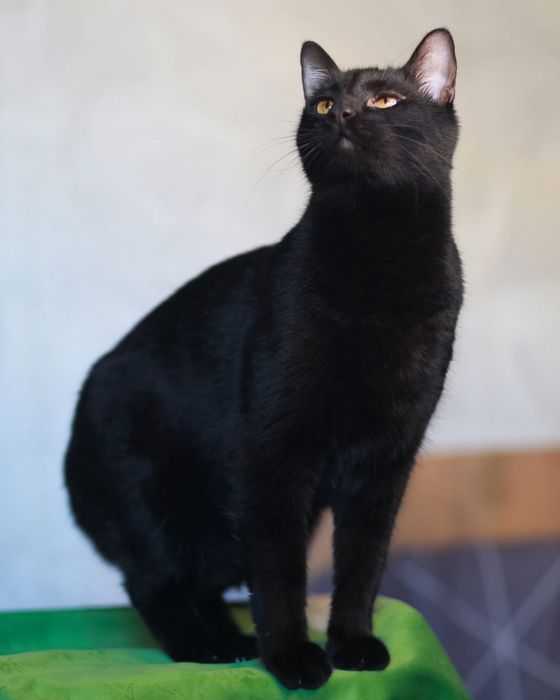 Котик шукає дім і родину