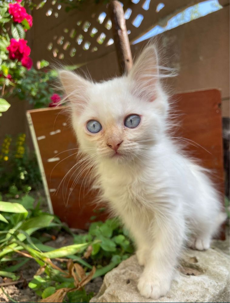 Срочно отдам котят( смесь сиамской кошки и обычного кота)