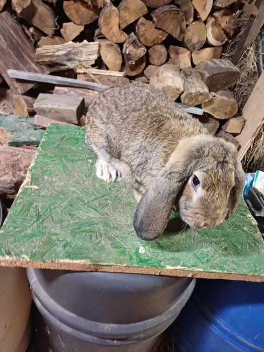 Mam do sprzedania samce