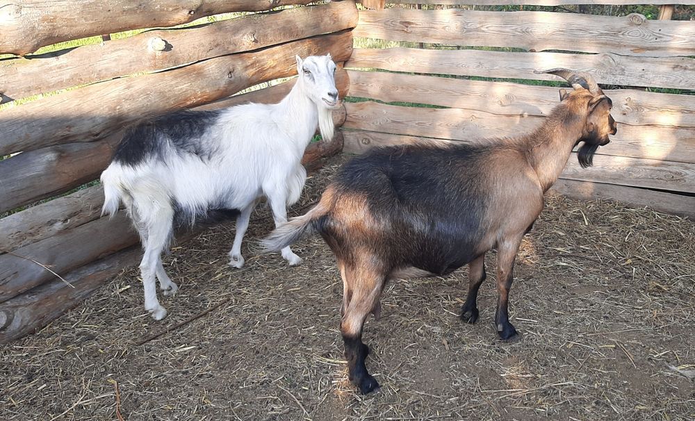 Дойные козы Ламанча