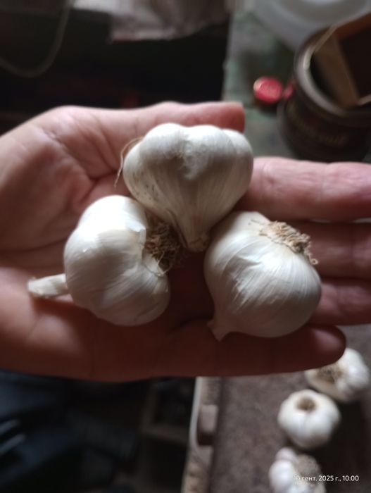 Часник яровий домашній