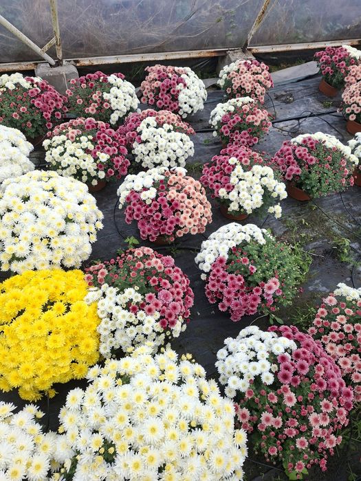 Chryzantemy pod dom na telefon