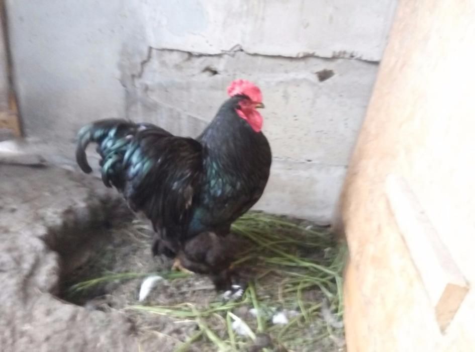 Кохінхіни кури та курчата