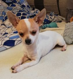 Chihuahua chłopiec komplet szczepień