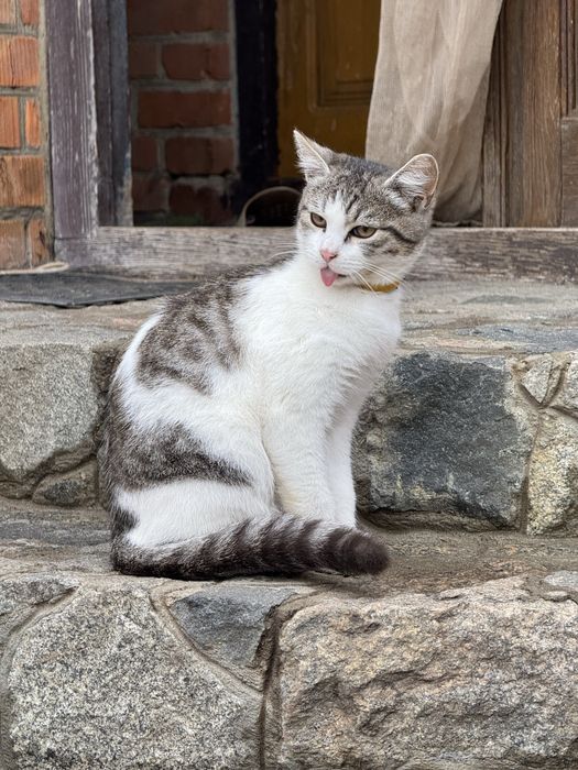 Кошеня (хлопчик) шукає родину