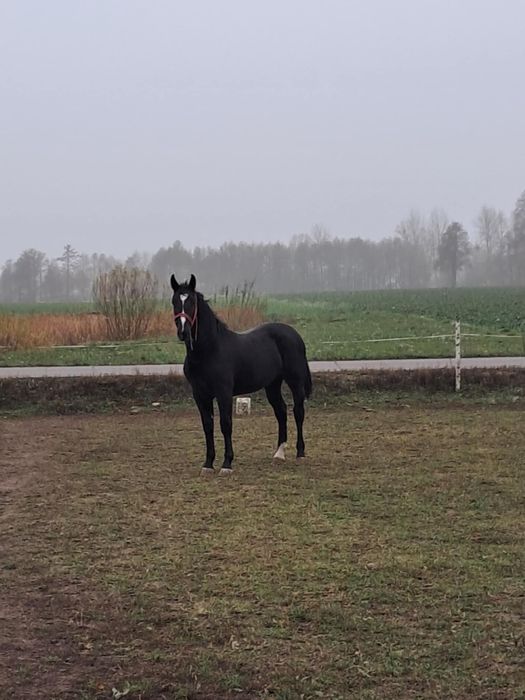 Sprzedam klacz ……