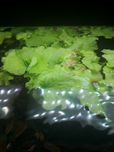 Nymphoides hydrophylla Taiwan