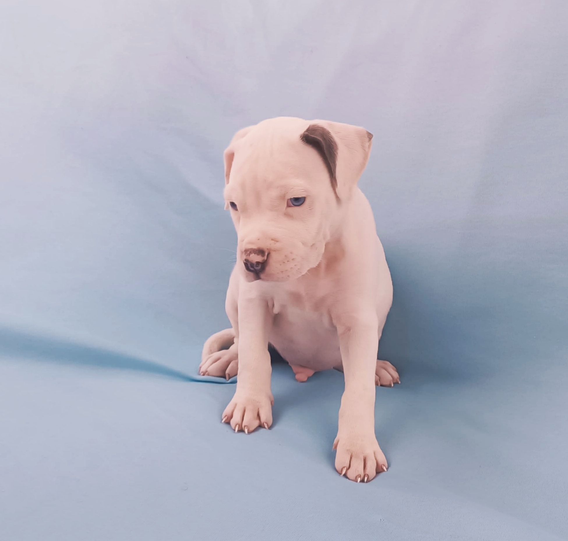 American pitbull blue nose