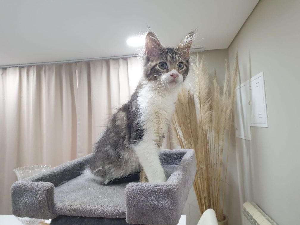 Fêmea Maine Coon com Lop