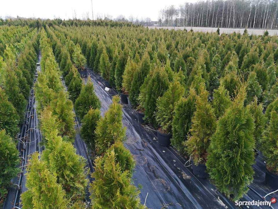 Tuje SZMARAGD tuja zielona stożkowa wysoka 250 cm, szer.80 cm-120 zł