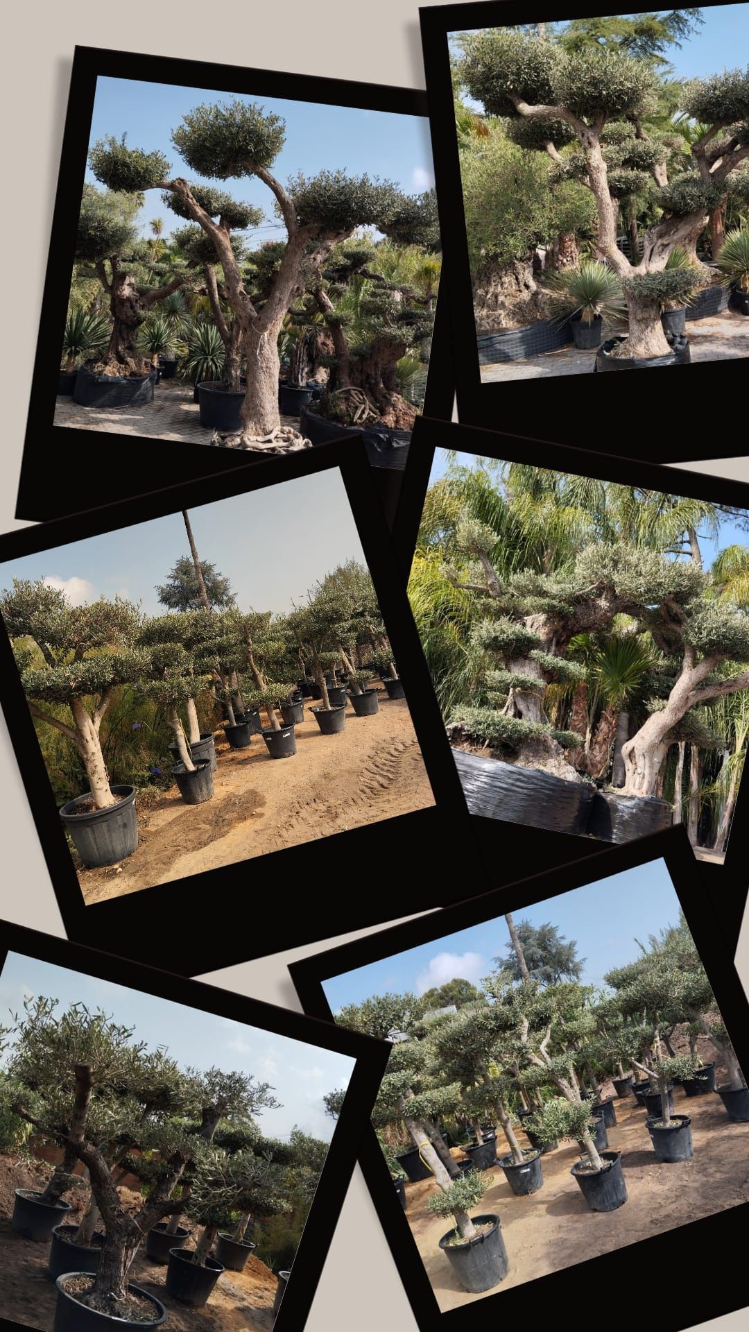 Oliveiras Bonsai