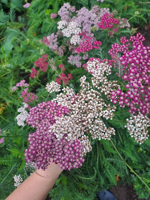 Деревій,тисячолистник кольоровий,5 кольорів