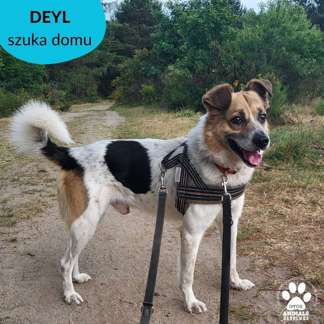 Deyl szuka domu!