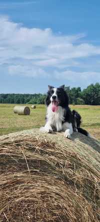 Border Collie pies oddam w dobre ręce